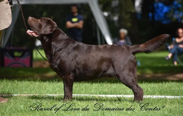 Image de la portée de chiot de l'élévage LE DOMAINE DES EURANTES