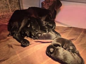 Chiots de race Labrador retriever à vendre chez l'éleveur LE MAS D’EYRAUD