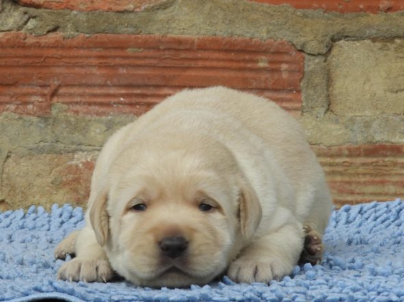 Image de la portée de chiot de l'élévage L ARCHE DE LA NOUE