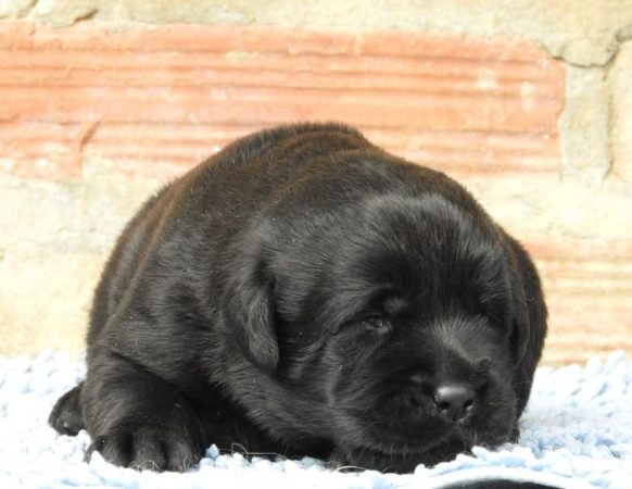 Image de la portée de chiot de l'élévage L ARCHE DE LA NOUE