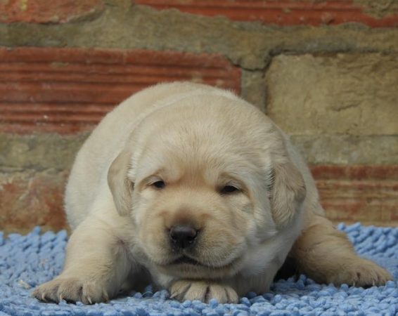 Image de la portée de chiot de l'élévage L ARCHE DE LA NOUE