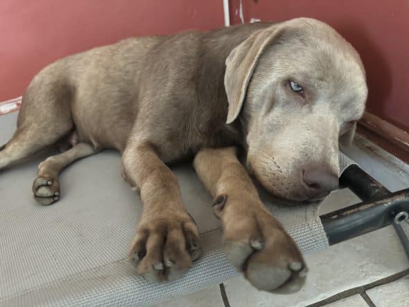 Image de la portée de chiot de l'élévage Du Royaume du Labrador et sa chocolaterie