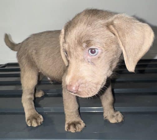 Image de la portée de chiot de l'élévage Du Royaume du Labrador et sa chocolaterie