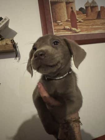 Image de la portée de chiot de l'élévage Du Royaume du Labrador et sa chocolaterie