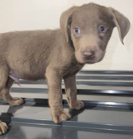 Image de la portée de chiot de l'élévage Du Royaume du Labrador et sa chocolaterie