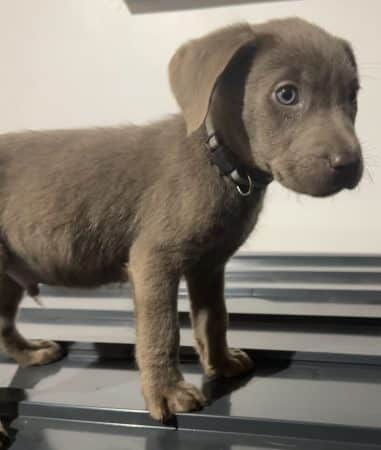 Image de la portée de chiot de l'élévage Du Royaume du Labrador et sa chocolaterie