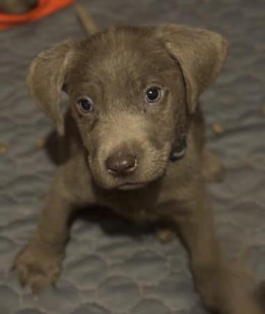 Image de la portée de chiot de l'élévage Du Royaume du Labrador et sa chocolaterie