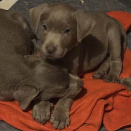 Image de la portée de chiot de l'élévage Du Royaume du Labrador et sa chocolaterie