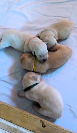 Image de la portée de chiot de l'élévage ELEVAGE DES TERRES DE BALME