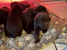 Chiots d'apparence Labrador retriever à vendre chez l'éleveur TEIXEIRA ADELINE