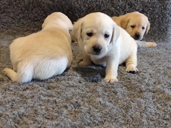 Image de la portée de chiot de l'élévage DU VERGER DE LA PLACETTE