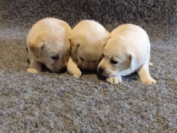 Image de la portée de chiot de l'élévage DU VERGER DE LA PLACETTE