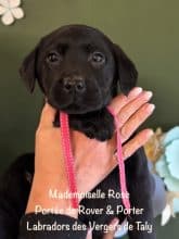 Chiots de race Labrador retriever à vendre chez l'éleveur EARL CRACKERS