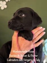 Chiots de race Labrador retriever à vendre chez l'éleveur EARL CRACKERS