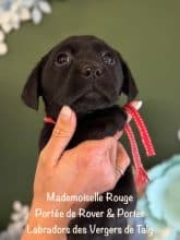 Chiots de race Labrador retriever à vendre chez l'éleveur EARL CRACKERS