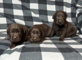 Chiots de race Labrador retriever à vendre chez l'éleveur SCEA DU MOULIN DE MADJURIE