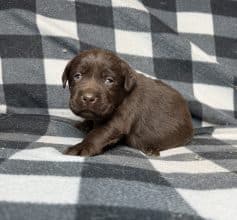 Chiots de race Labrador retriever à vendre chez l'éleveur SCEA DU MOULIN DE MADJURIE