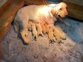 Chiots de race Labrador retriever à vendre chez l'éleveur VALLA DE LA FOND