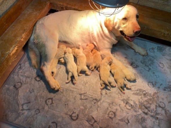 Image de la portée de chiot de l'élévage VALLA DE LA FOND