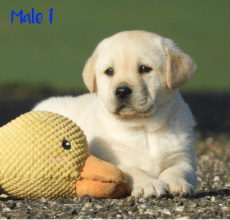 Chiots de race Labrador retriever à vendre chez l'éleveur Grenier Jonathan