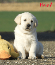 Chiots de race Labrador retriever à vendre chez l'éleveur Grenier Jonathan