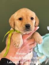 Chiots de race Labrador retriever à vendre chez l'éleveur EARL CRACKERS