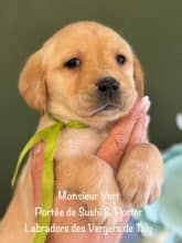 Chiots de race Labrador retriever à vendre chez l'éleveur EARL CRACKERS