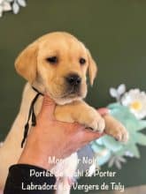 Chiots de race Labrador retriever à vendre chez l'éleveur EARL CRACKERS