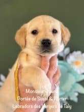 Chiots de race Labrador retriever à vendre chez l'éleveur EARL CRACKERS