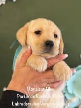 Chiots de race Labrador retriever à vendre chez l'éleveur EARL CRACKERS