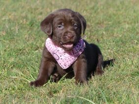 Chiots de race Labrador retriever à vendre chez l'éleveur DES TERRES DES FORGES