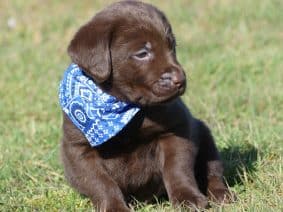 Chiots de race Labrador retriever à vendre chez l'éleveur DES TERRES DES FORGES