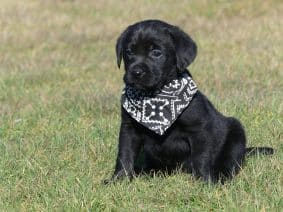 Chiots de race Labrador retriever à vendre chez l'éleveur DES TERRES DES FORGES