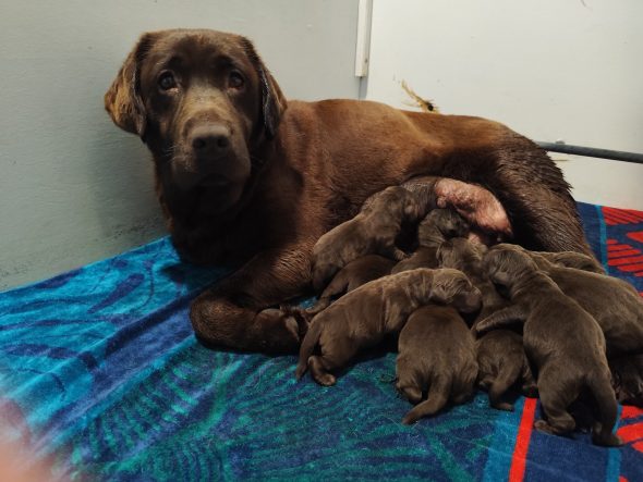 Image de la portée de chiot de l'élévage DU VERGER DE LA PLACETTE