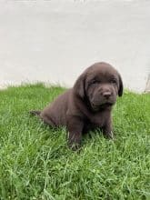 Chiots de race Labrador retriever à vendre chez l'éleveur SCEA DU MOULIN DE MADJURIE