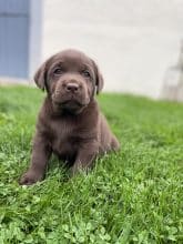 Chiots de race Labrador retriever à vendre chez l'éleveur SCEA DU MOULIN DE MADJURIE