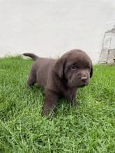 Chiots de race Labrador retriever à vendre chez l'éleveur SCEA DU MOULIN DE MADJURIE