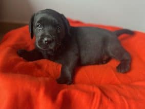 Chiots de race Labrador retriever à vendre chez l'éleveur DES GRANDES PLAINES D’ARTOIS