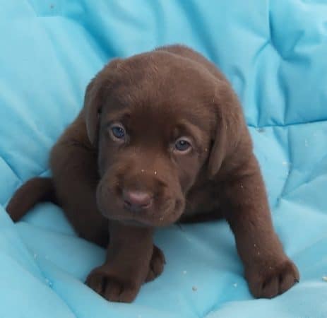 Image de la portée de chiot de l'élévage LE DOMAINE DU FEU COCHARD