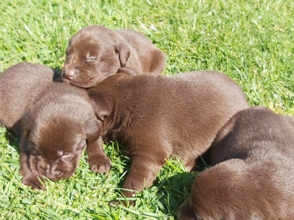 Image de la portée de chiot de l'élévage LE DOMAINE DU FEU COCHARD