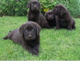 Chiots de race Labrador retriever à vendre chez l'éleveur DU VERGER DE LA PLACETTE