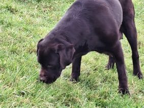 Chiots de race Labrador retriever à vendre chez l'éleveur DU VERGER DE LA PLACETTE