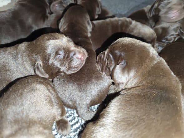 Image de la portée de chiot de l'élévage DU VERGER DE LA PLACETTE