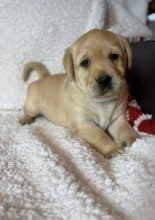 Chiots de race Labrador retriever à vendre chez l'éleveur SCEA DU MOULIN DE MADJURIE