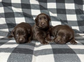 Chiots de race Labrador retriever à vendre chez l'éleveur SCEA DU MOULIN DE MADJURIE