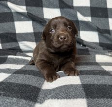 Chiots de race Labrador retriever à vendre chez l'éleveur SCEA DU MOULIN DE MADJURIE