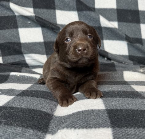 Image de la portée de chiot de l'élévage SCEA DU MOULIN DE MADJURIE