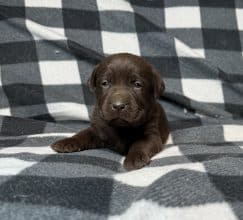 Chiots de race Labrador retriever à vendre chez l'éleveur SCEA DU MOULIN DE MADJURIE