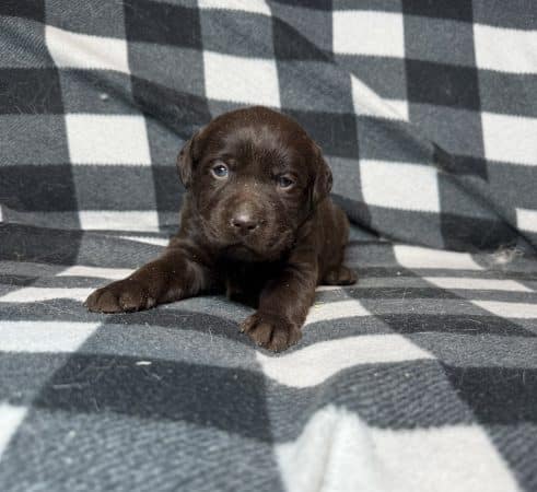 Image de la portée de chiot de l'élévage SCEA DU MOULIN DE MADJURIE