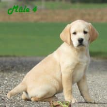 Chiots de race Labrador retriever à vendre chez l'éleveur Grenier Jonathan